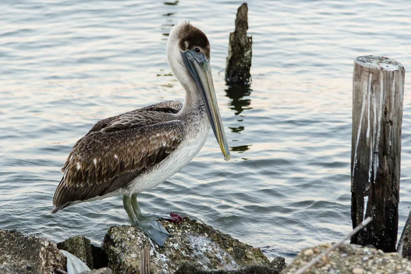 Pellicano bruno — Foto Stock