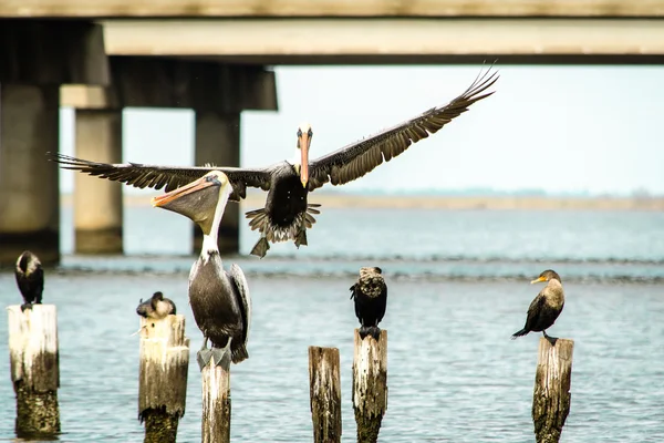 Brown Pelican Landing — Stock Photo, Image