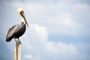 kopya alanı ile kahverengi Pelikan