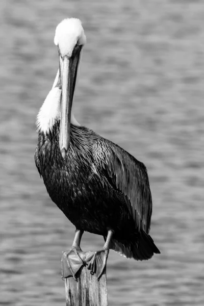 Brown Pelican — Stock Photo, Image