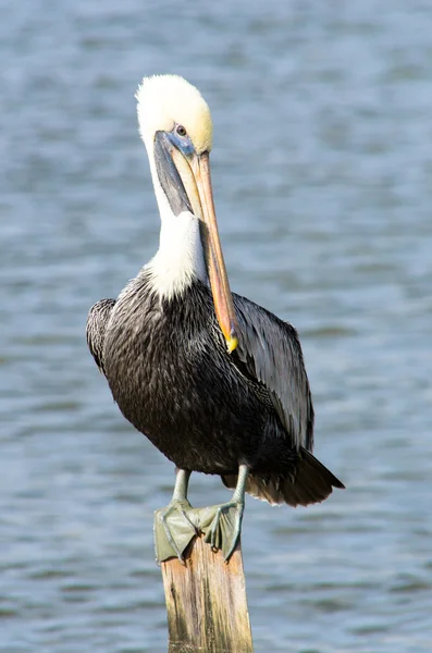 Pellicano bruno — Foto Stock