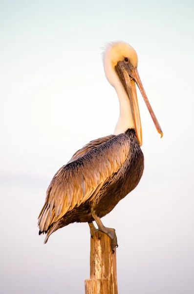 Pellicano bruno — Foto Stock