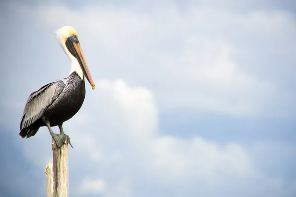 Pelikan brunatny z kopia miejsce — Zdjęcie stockowe