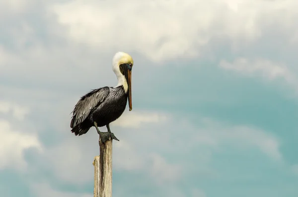 Pelikán hnědý — Stock fotografie