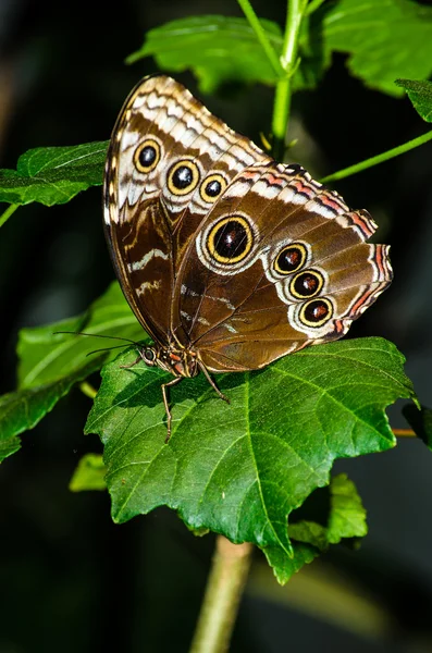 一般的なバックアイ蝶 — ストック写真