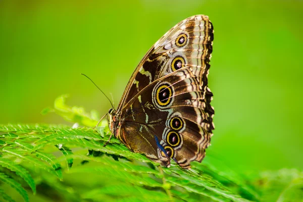 Wspólne buckeye motyl Obrazy Stockowe bez tantiem