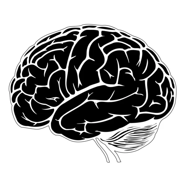 Model of human brain — Stock Vector