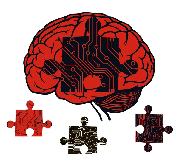 Modelo do cérebro humano — Vetor de Stock