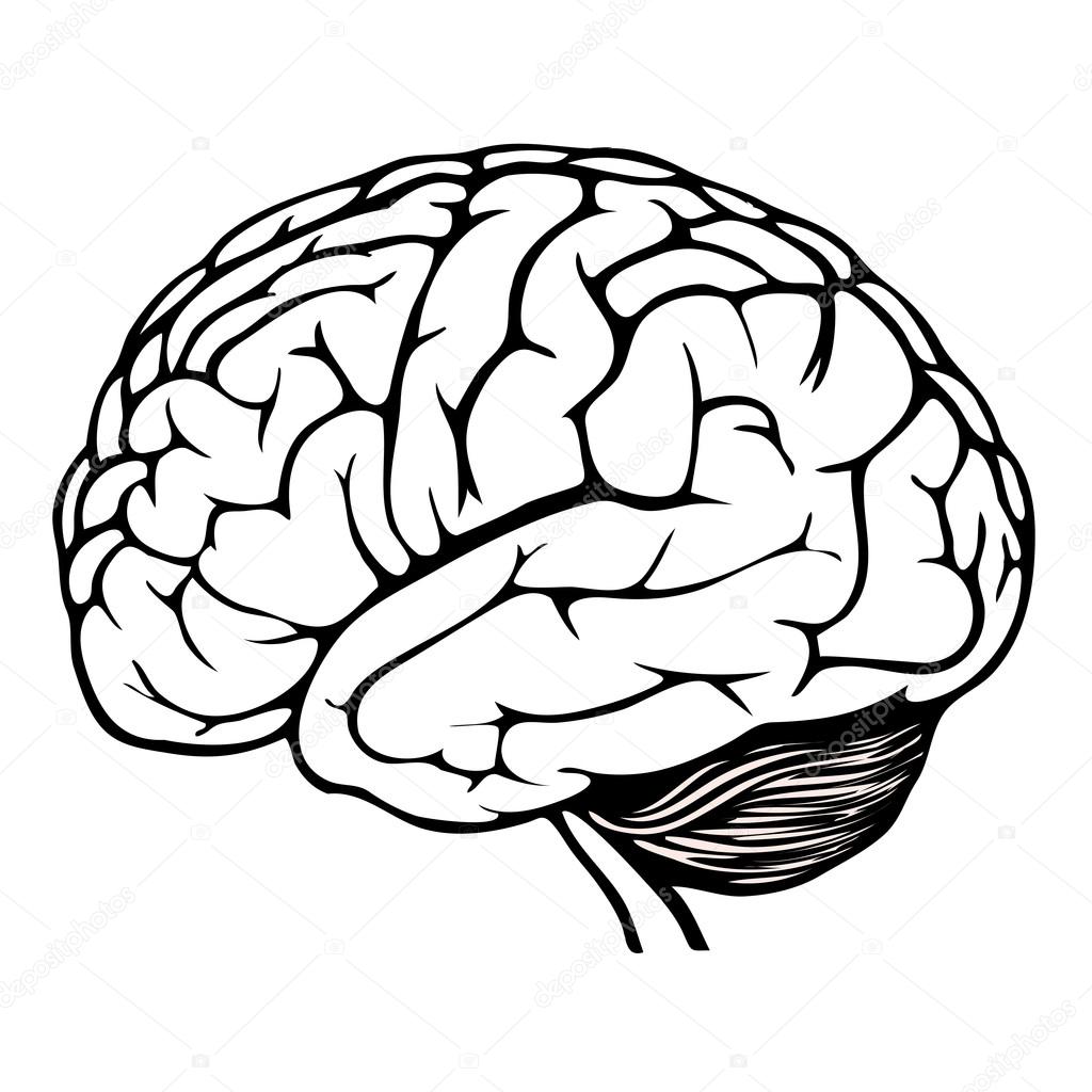Model of human brain. eps10 vector illustration