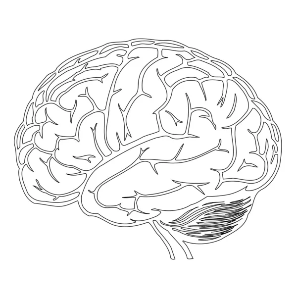 Model van menselijke hersenen — Stockvector