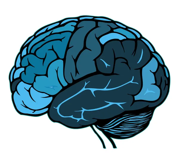 Cérebro humano — Vetor de Stock