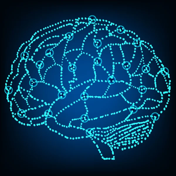 Model of human brain — Stock Vector