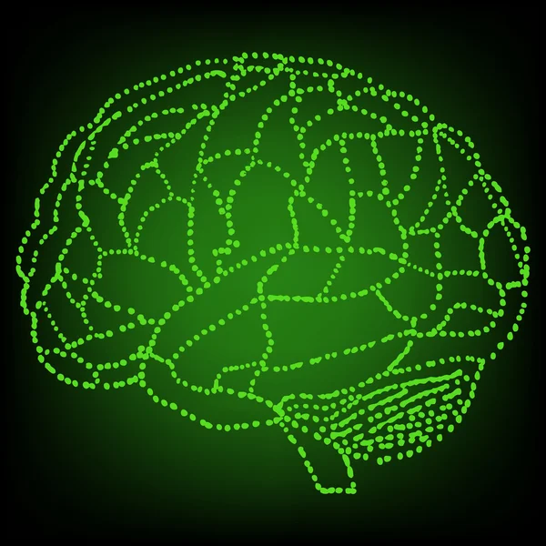 Modelo de cerebro humano — Archivo Imágenes Vectoriales