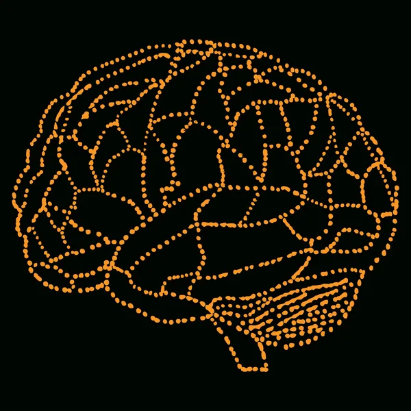 Az emberi agy modell — Stock Vector