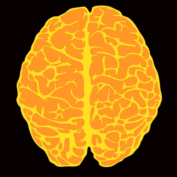 Modell des menschlichen Gehirns — Stockvektor