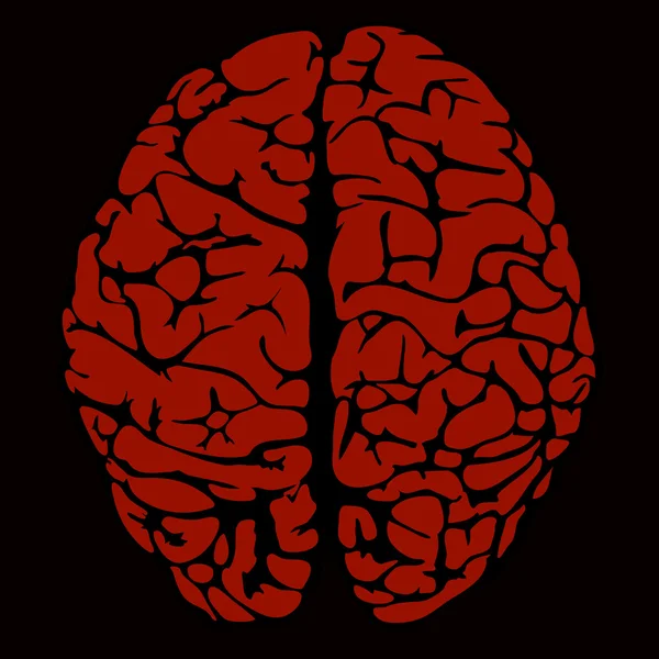 Modèle du cerveau humain — Image vectorielle