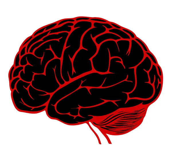 Model of human brain. eps10 vector illustration — Stock Vector