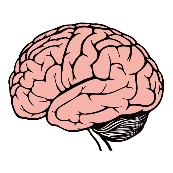 Model of human brain — Stock Vector