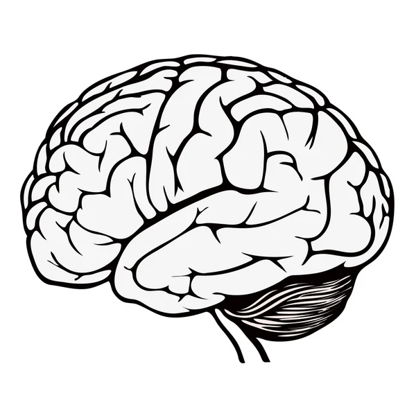 인간의 뇌 스톡 벡터