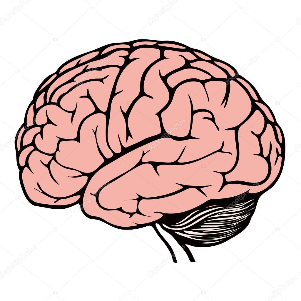 Model of human brain Stock Vector Image by ©spirit-alex #18987313