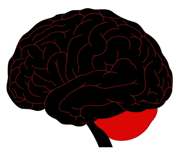 人类大脑的模型 — 图库矢量图片