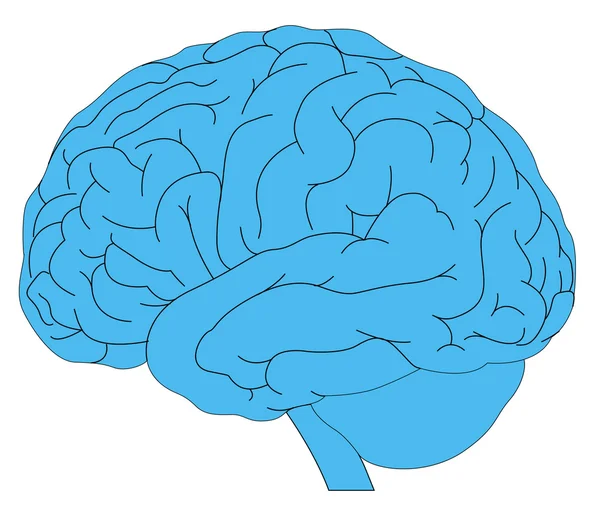 Μοντέλο του ανθρώπινου εγκεφάλου — Διανυσματικό Αρχείο
