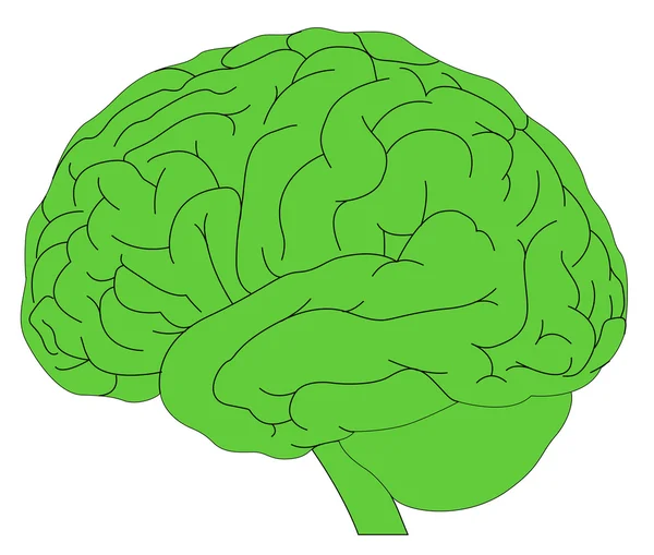 Model lidského mozku — Stockový vektor