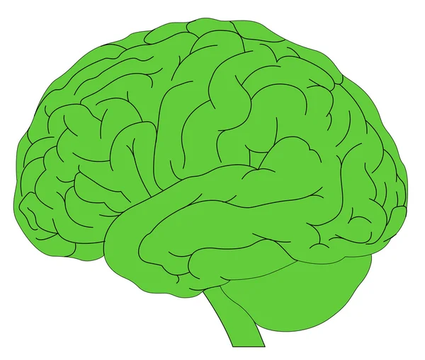 Modèle du cerveau humain — Image vectorielle