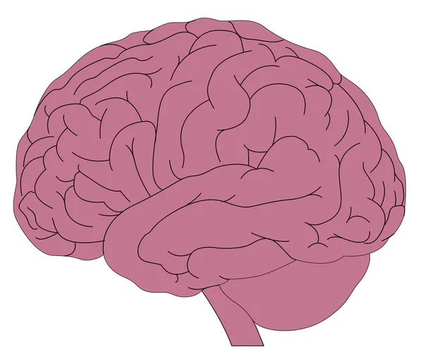 Модель человеческого мозга — стоковый вектор