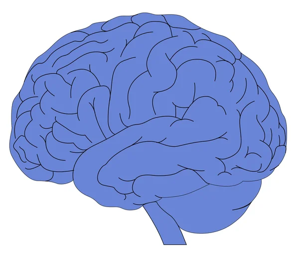 Modelo de cerebro humano — Archivo Imágenes Vectoriales