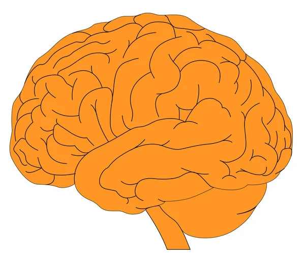 Model of human brain — Stock Vector
