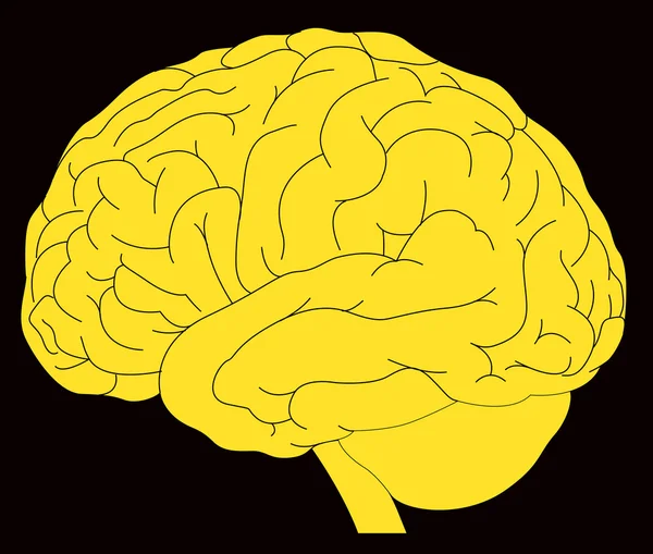 Modello di cervello umano — Vettoriale Stock