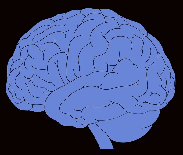 人間の脳のモデル — ストックベクタ