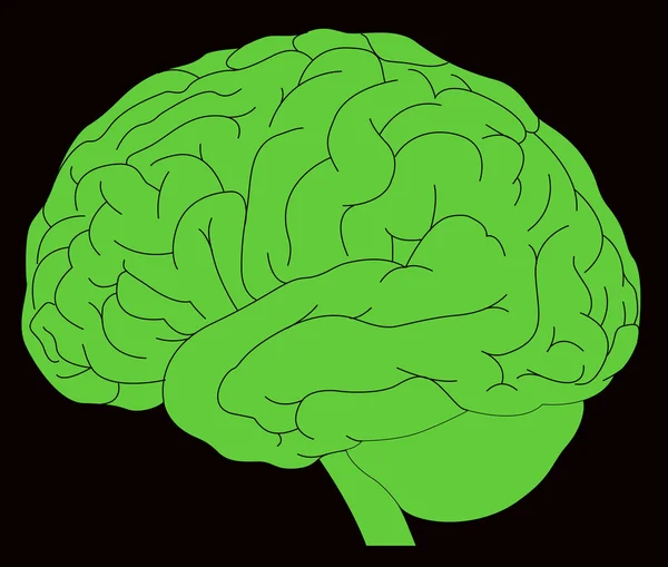 Modell des menschlichen Gehirns — Stockvektor