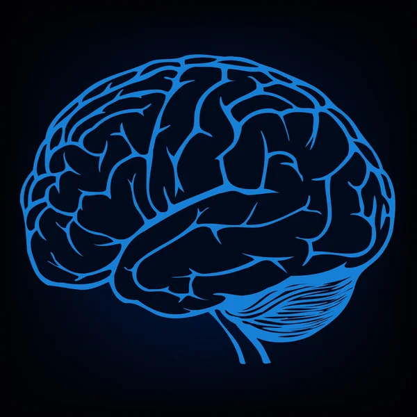 Modèle du cerveau humain — Image vectorielle