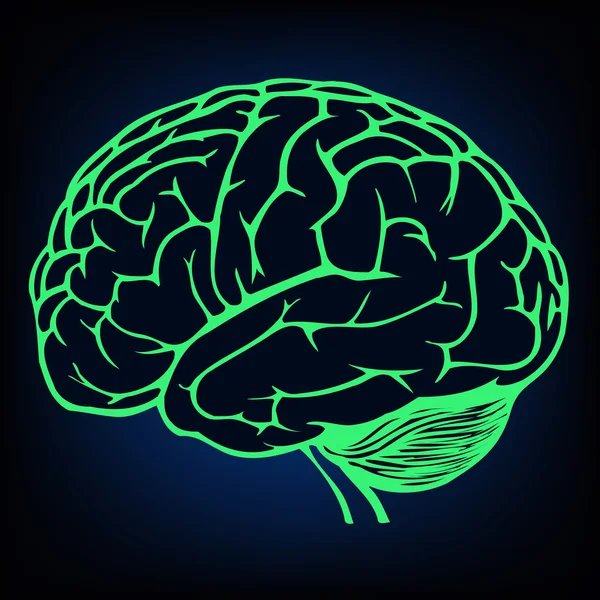 รูปแบบของสมองมนุษย์ — ภาพเวกเตอร์สต็อก