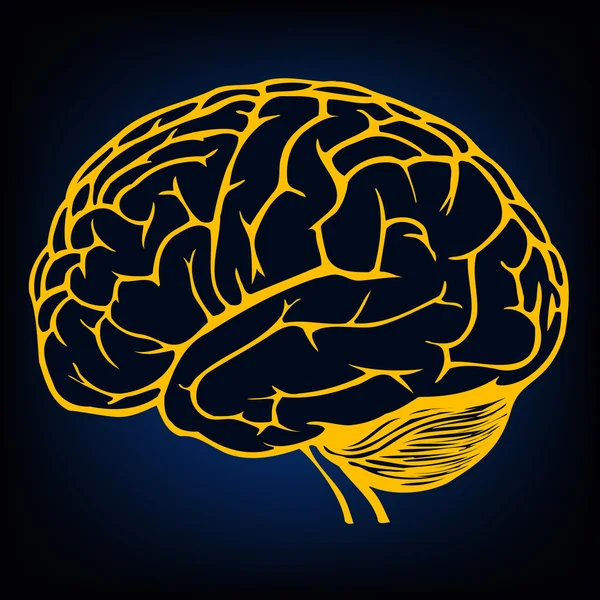 Modelo de cerebro humano — Archivo Imágenes Vectoriales