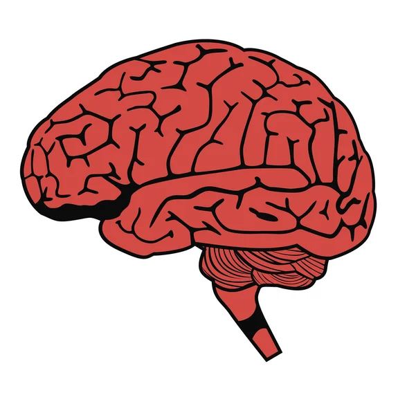 Modèle du cerveau humain — Image vectorielle