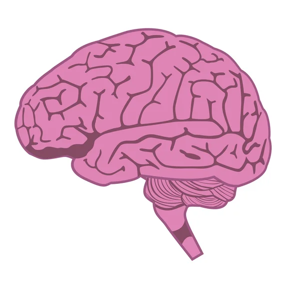 Modèle du cerveau humain — Image vectorielle