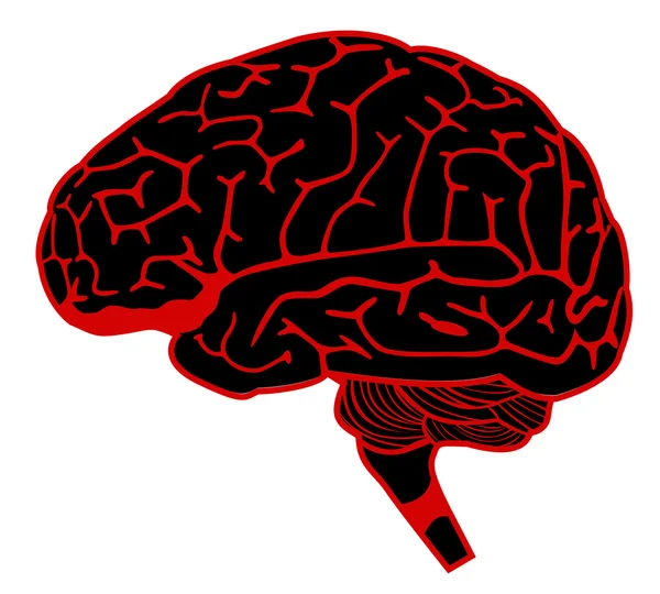 Model of human brain — Stock Vector