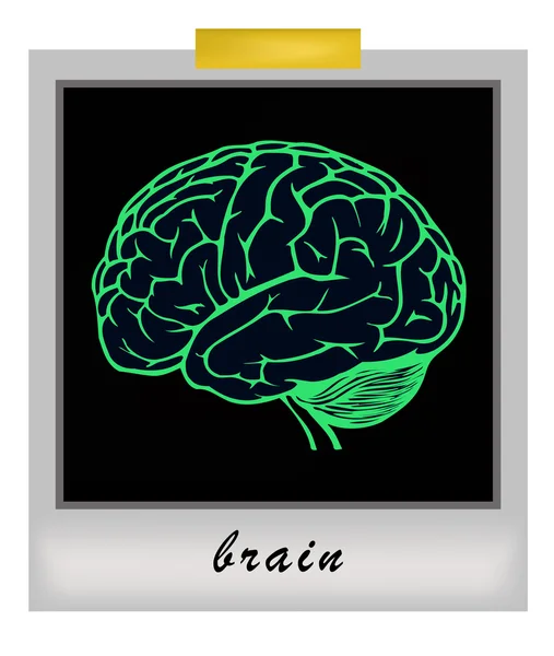 Photo frame with human brain — Stock Vector