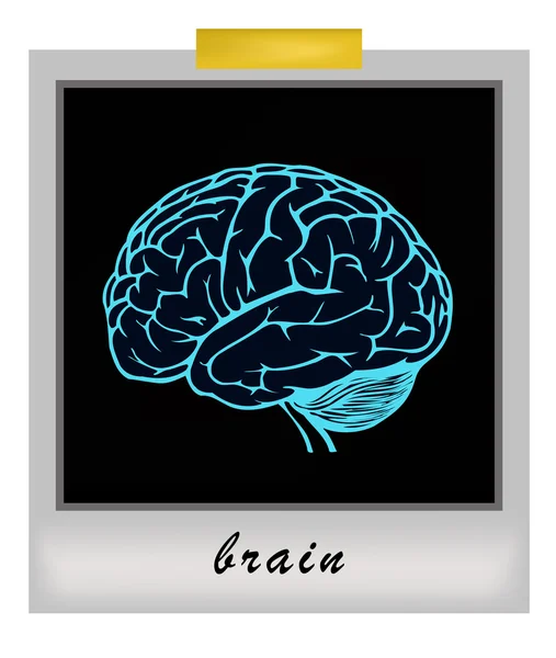 Photo frame with human brain — Stock Vector