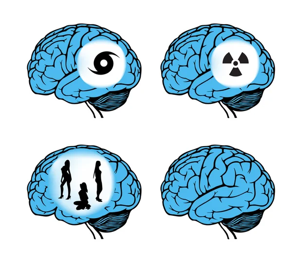 Modelo de cerebro humano — Vector de stock