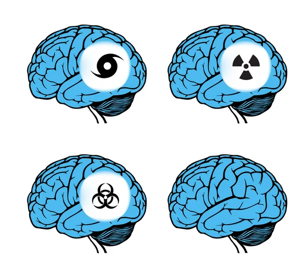 Modèle du cerveau humain — Image vectorielle