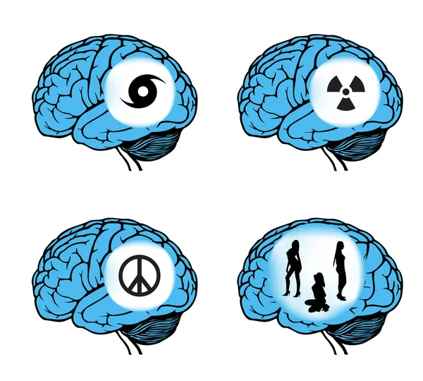 Modèle du cerveau humain — Image vectorielle