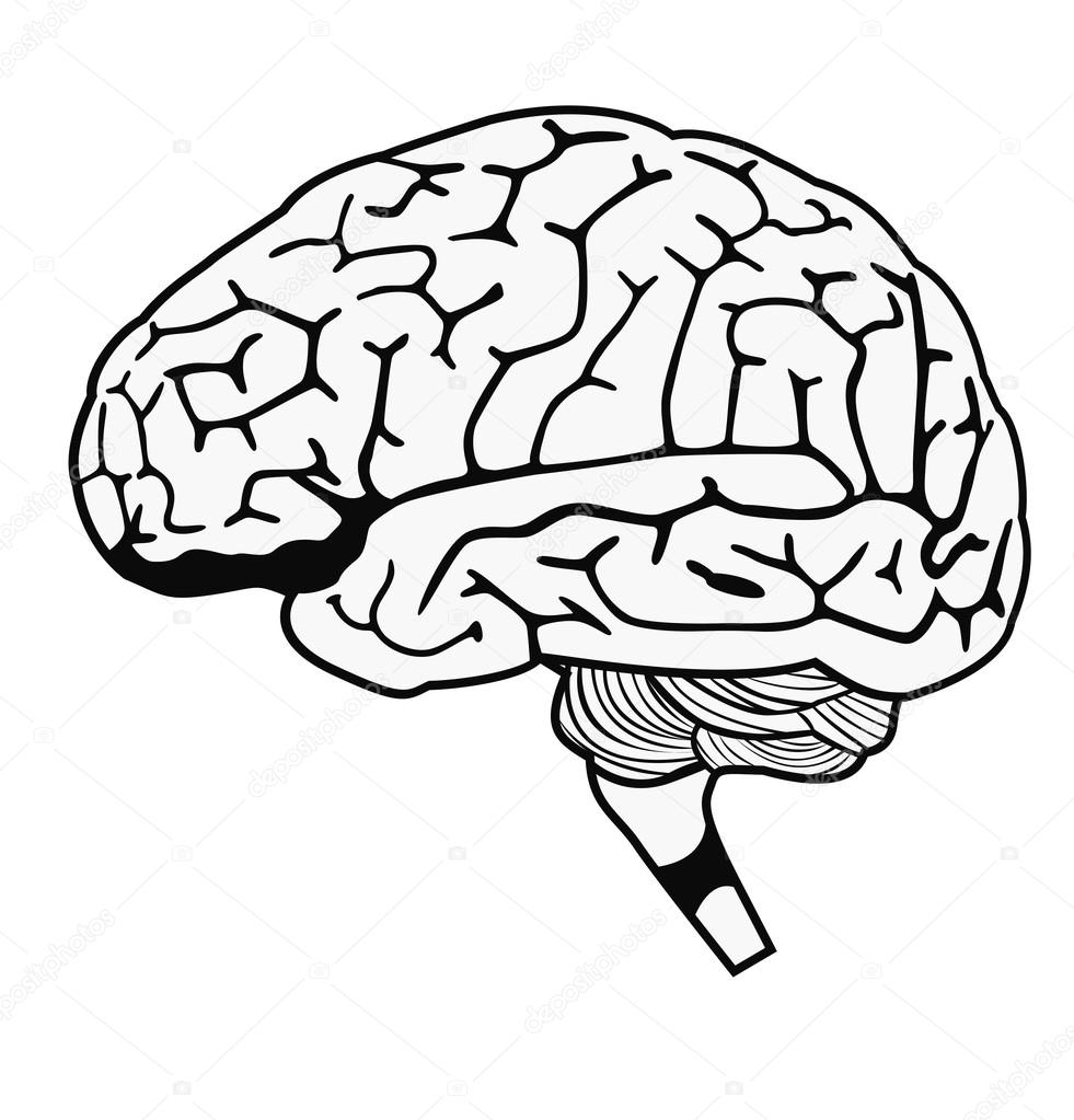 Model of human brain