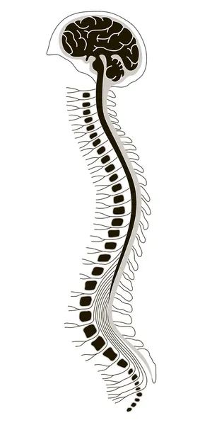 Brian humano con médula espinal y columna vertebral — Vector de stock