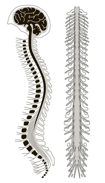 Human brian with spinal cord and spinal column — Stock Vector