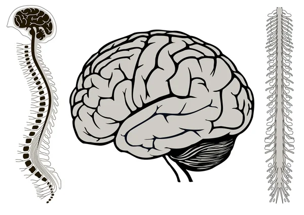 Brian humano con médula espinal y columna vertebral — Vector de stock