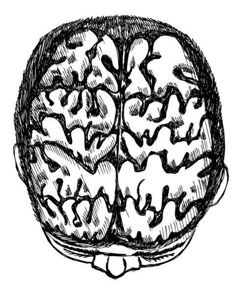 Vázlat az emberi agy firkálás stílusban festett. nyomon követ-ból minta — Stock Vector